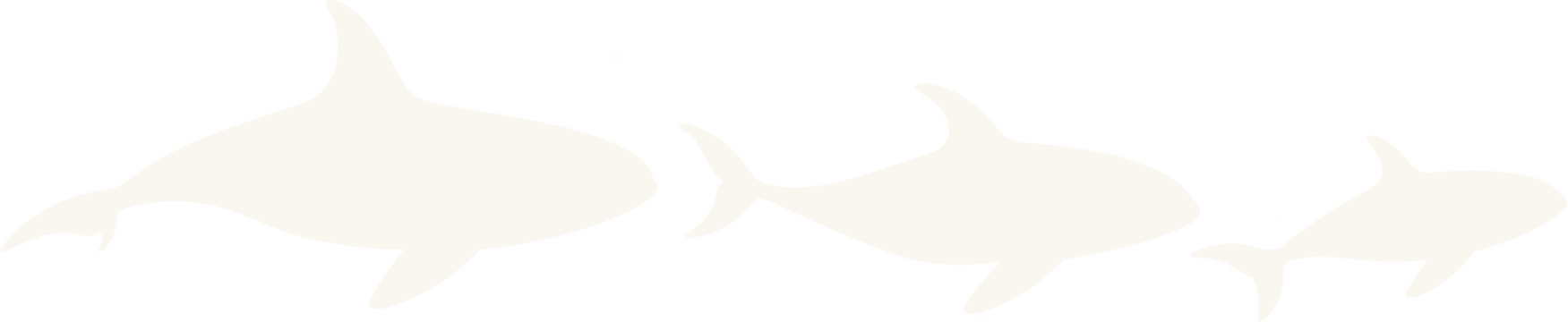 Three orcas swimming